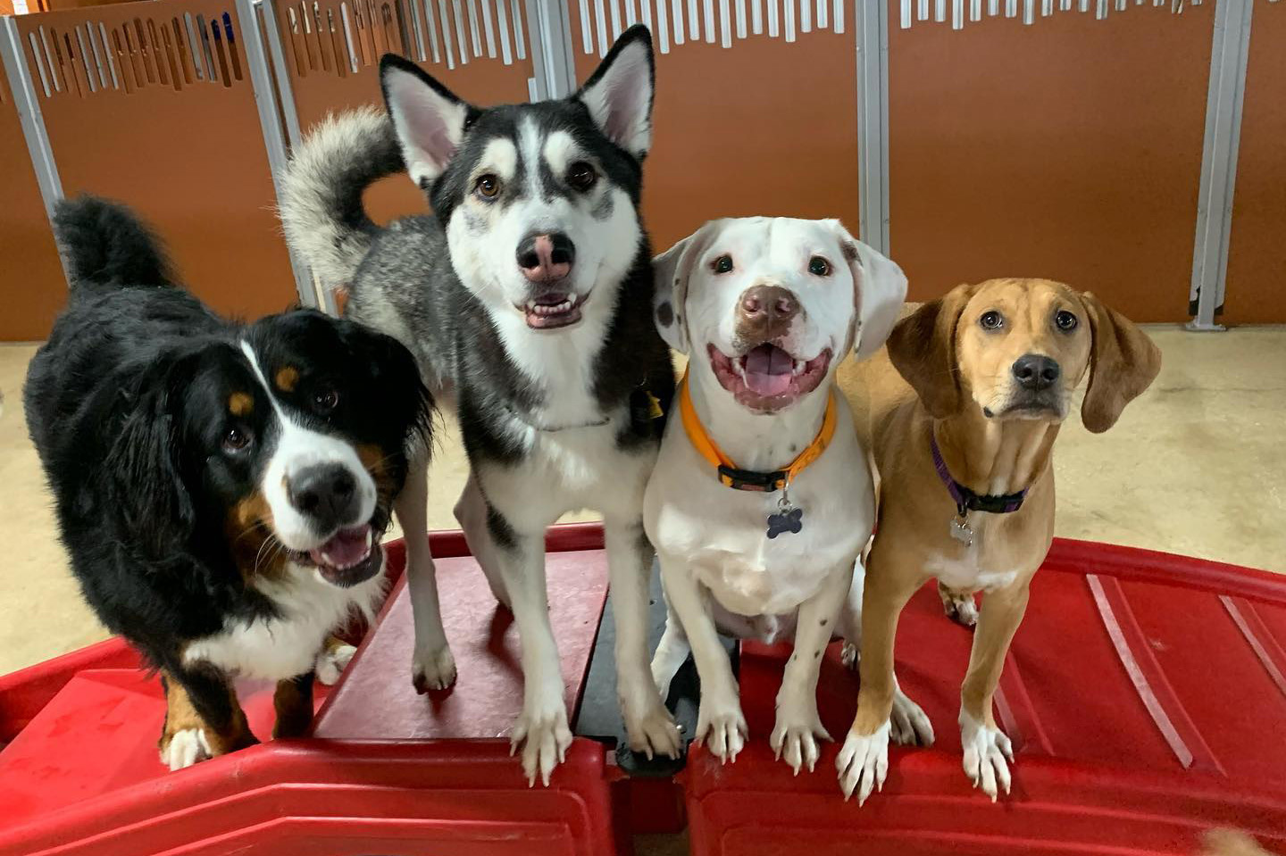 Camp bow wow boarding cost hotsell